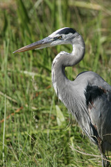 Heron