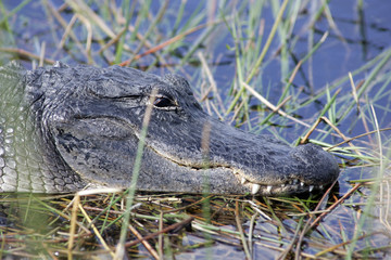 Alligator