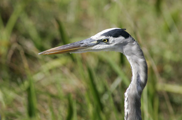 Heron