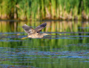 American Bittern in Flight
