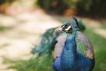 Obraz premium Profile of a Peacock in the afternoon