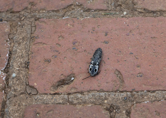 Bug
