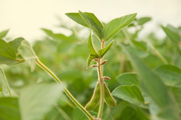 Pods of soybean on a soybean plant. Green texture with soya pods. The stem of a soy plant on the soybean field.