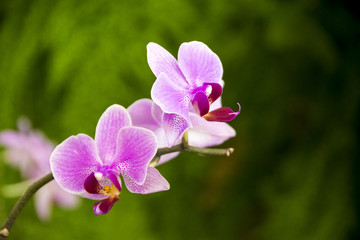 A closeup shot of a beautiful and colorful lila orchid with a blurred green background.