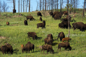 Bison "American Buffalo"