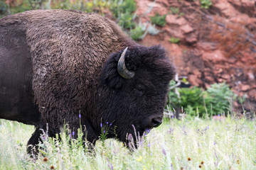 Bison 