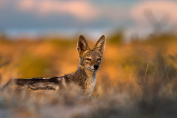 Fototapeta premium Black-Backed Jackal