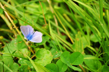 blue butterfly on leaf.