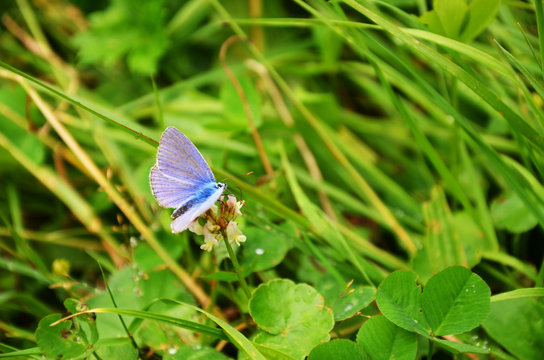 blue butterfly on leaf.