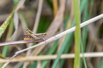 Grasshopper