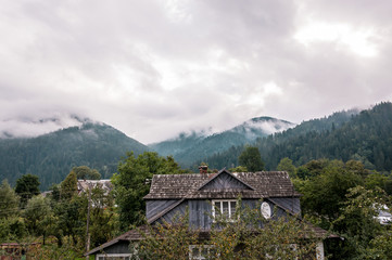 mountain valley with tall trees after a rain on a summer