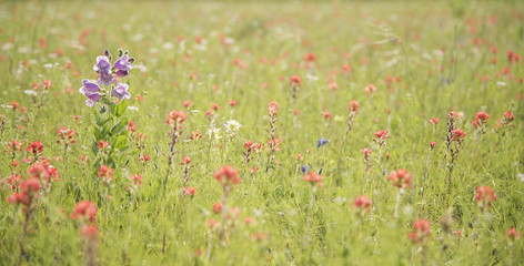 Obraz na płótnie Canvas field of delicate wildflowers
