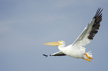 Pelican flying in the air with plain blue sky