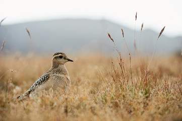 Beautiful Eurasian dotterel (Charadrius morinellus)