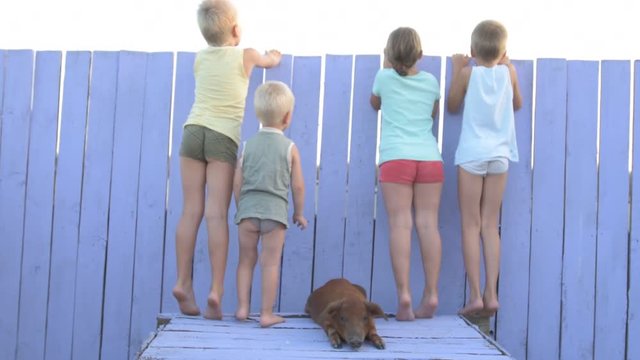 Village children play in courtyard of rural house with red pig of Duroc breed. Kids look out on guard with lilac wooden fence. Boys and girl are happy together on vacation in countryside