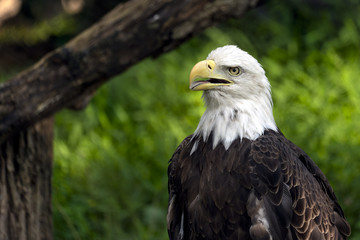 Bald eagle portrait
