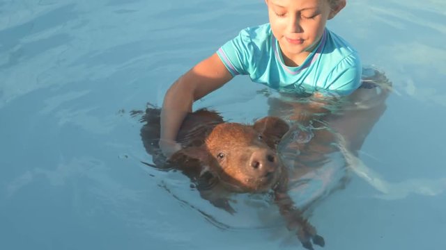 Young girl in bathing suit is swimming in clear, blue water of pool with red pig of Duroc breed. 2019 year of yellow pig. Concept of friendship between man and animals, respect for nature