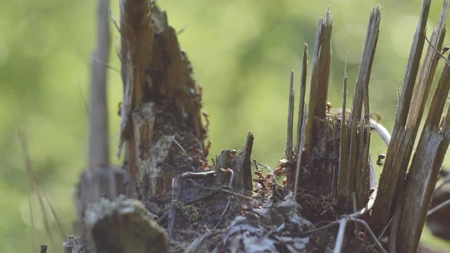 Ants on the old stump