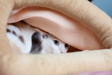 Cats hide holed up in a cloth bag large with fear.