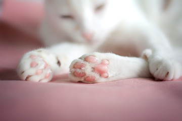 A cat's paw on pink background Take pictures while cats licking clean themselves.