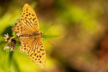 Schmetterling