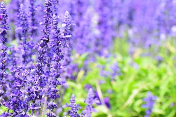 Naklejka premium Purple flowers against a green background with a shallow depth of field and selective focus on the flower petals.