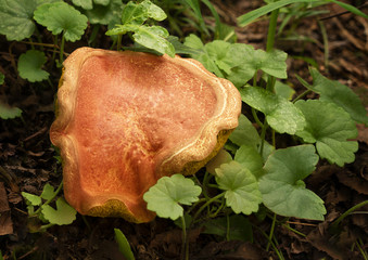 Orange Mushroom