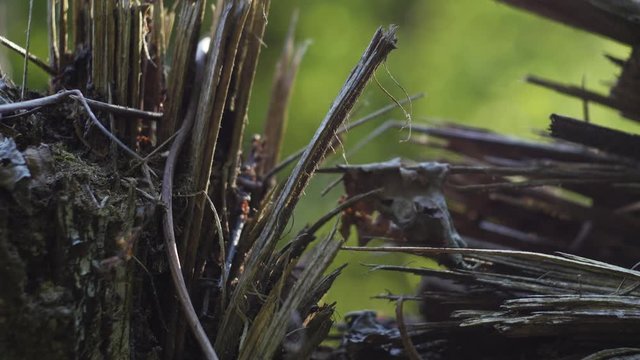 Ants are crowling between fibers of the fallen tree