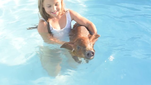 Young girl in bathing suit is swimming in clear, blue water of pool with red pig of Duroc breed. 2019 year of yellow pig. Concept of friendship between man and animals, respect for nature