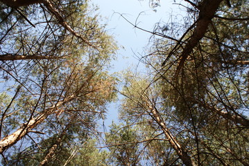 SONY DSC