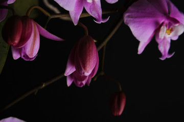 pink orchid on a black background