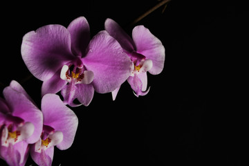 Naklejka na ściany i meble pink orchid on a black background