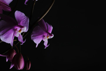 pink orchid on a black background