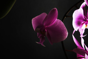 pink orchid on a black background