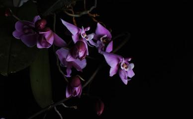 pink orchid on a black background