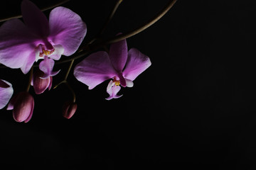 Fototapeta na wymiar pink orchid on a black background
