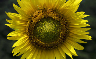 Sunflower Macro