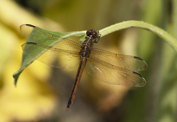 Skimmer Dragonfly