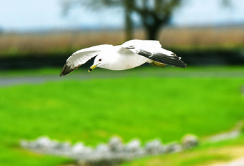 Fototapeta premium A seagull in flight frozen against a green background.
