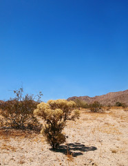 Cholla Cactus Vertical in the Desert