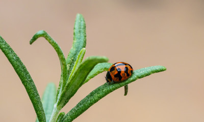 Lady Bird and Rosemary