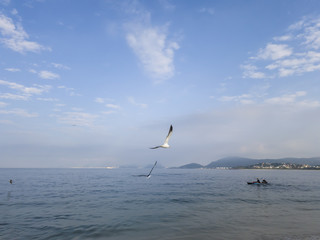 Pleasure to watch the solitary flight of the seagull, in blue sky and lit, on a bucolic walk, visiting Itaipu beach, in Niterói, Rio de Janeiro.
