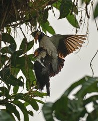 Dead Chick, Terrified Sibling and A Frantic Mother