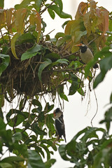 Dead Chick, Terrified Sibling and A Frantic Mother