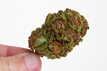 Close up of recreational and prescription medical marijuana indica flower bud isolated on a white background