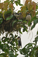 Dead Chick, Terrified Sibling and A Frantic Mother