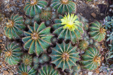 Obraz premium The Majestic Flower Conservatory 