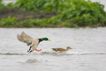 Obraz premium Mallards landing on lake water