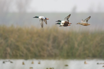 Flock of northern shoveler ducks  flying over lake