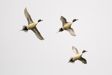 Three Northern Pintail ducks soaring in sky